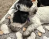 Cocker Spaniel (Working)