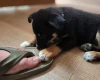 Australian Kelpie