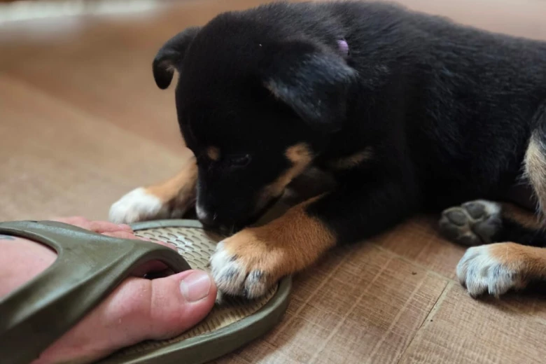 Australian Kelpie