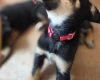 Australian Kelpie