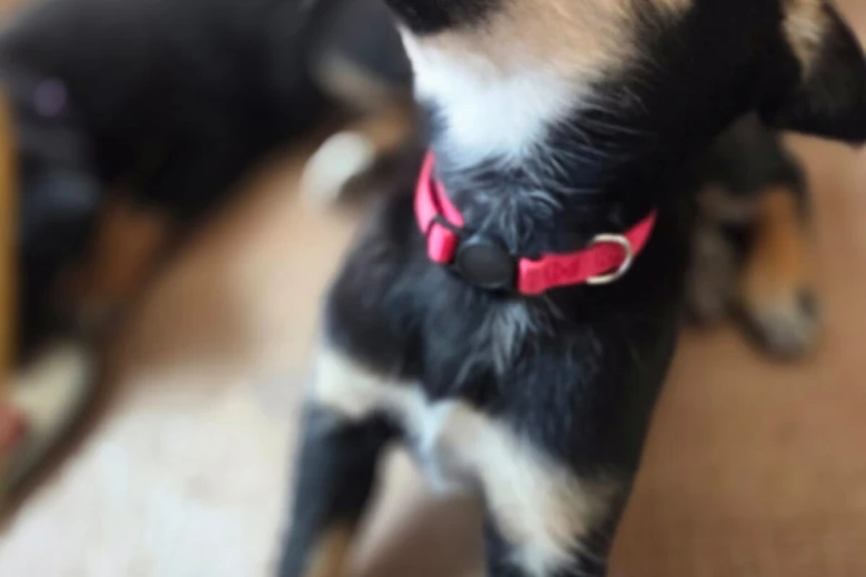 Australian Kelpie
