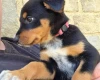 Australian Kelpie