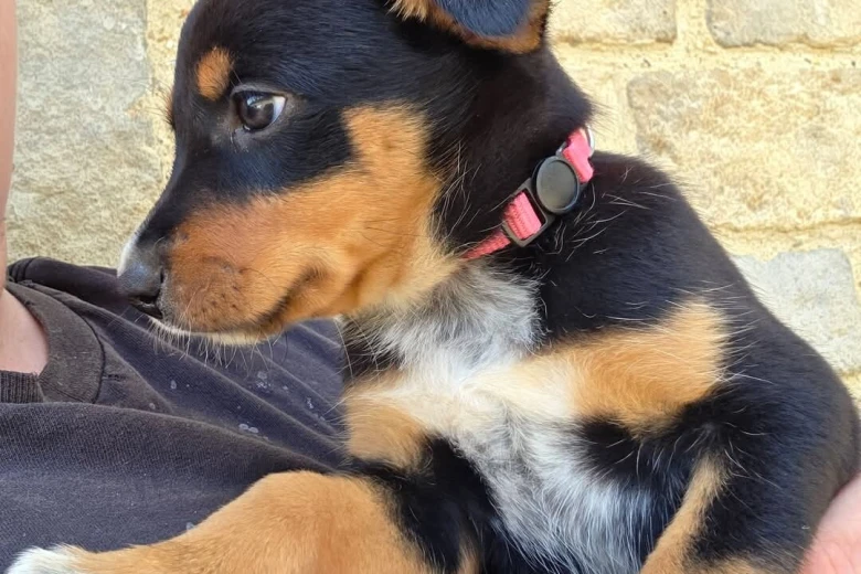 Australian Kelpie