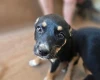 Australian Kelpie