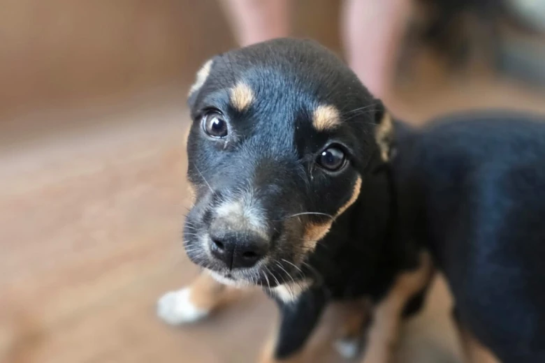 Australian Kelpie