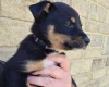 Australian Kelpie
