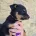 Australian Kelpie