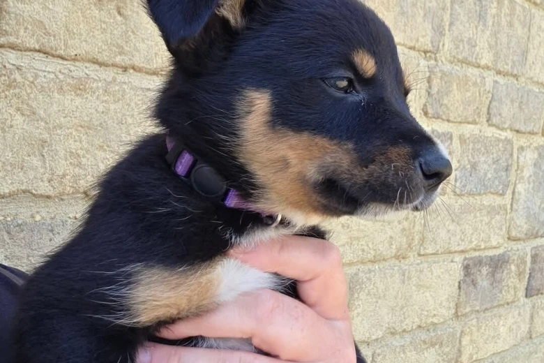 Australian Kelpie