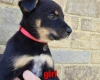 Australian Kelpie