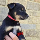 Australian Kelpie
