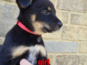Australian Kelpie