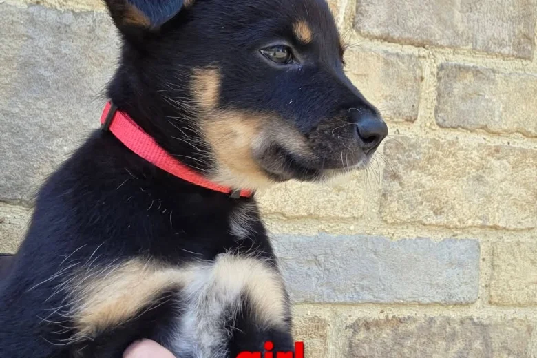Australian Kelpie
