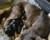 Australian Kelpie