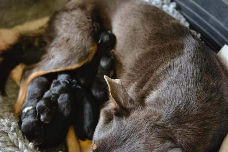 Australian Kelpie