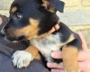 Australian Kelpie