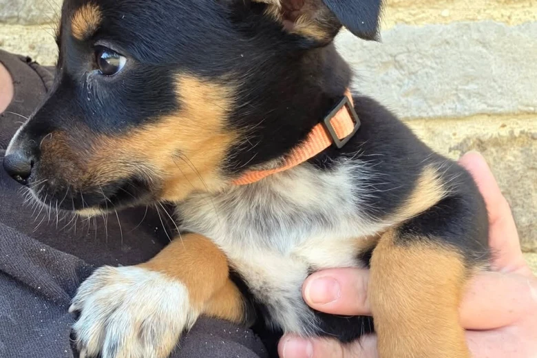 Australian Kelpie
