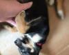 Australian Kelpie