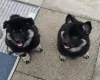 Eurasier