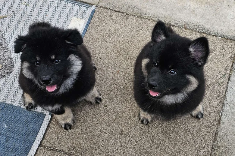 Eurasier