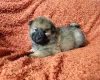 Eurasier