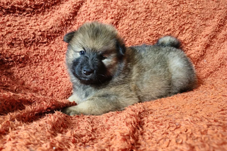 Eurasier