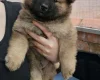 Eurasier