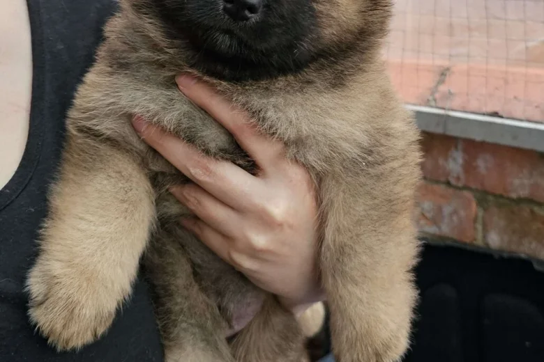 Eurasier