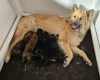 Eurasier