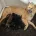 Eurasier