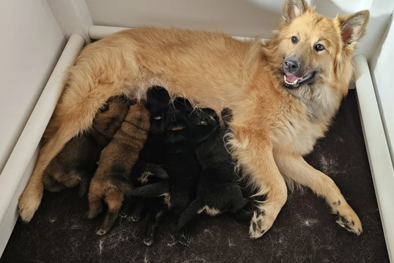 Eurasier