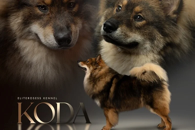 Eurasier