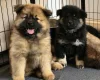 Eurasier