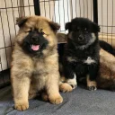Eurasier
