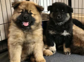 Eurasier
