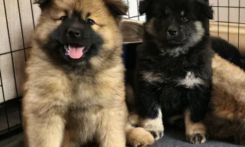 Eurasier