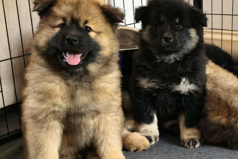 Eurasier