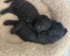Labradoodle