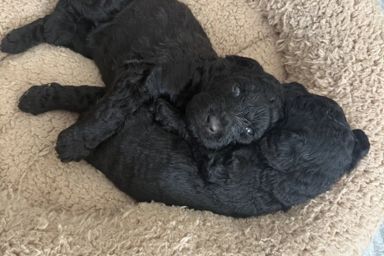 Labradoodle