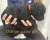 Labradoodle