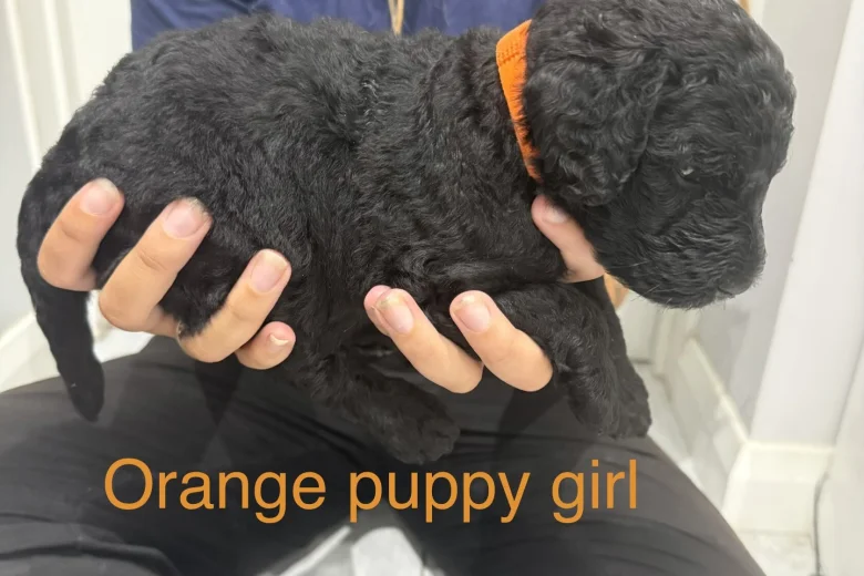 Labradoodle