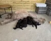 Labradoodle
