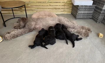 Labradoodle