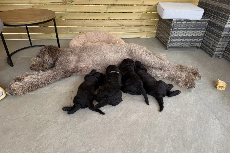 Labradoodle