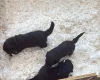 Labradoodle