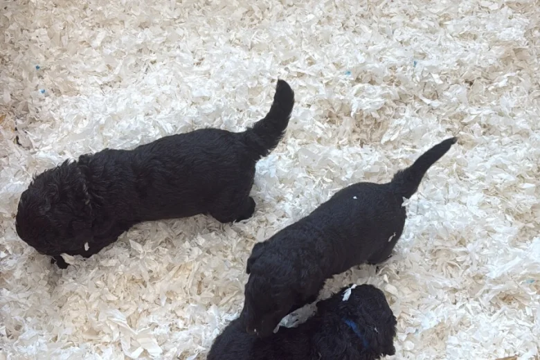 Labradoodle
