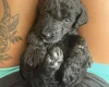 Labradoodle
