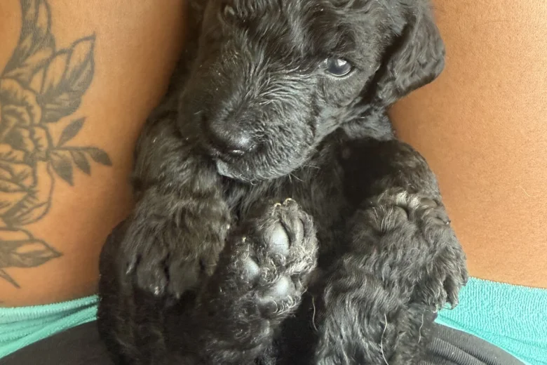 Labradoodle