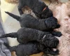 Labradoodle