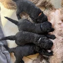 Labradoodle