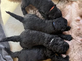 Labradoodle